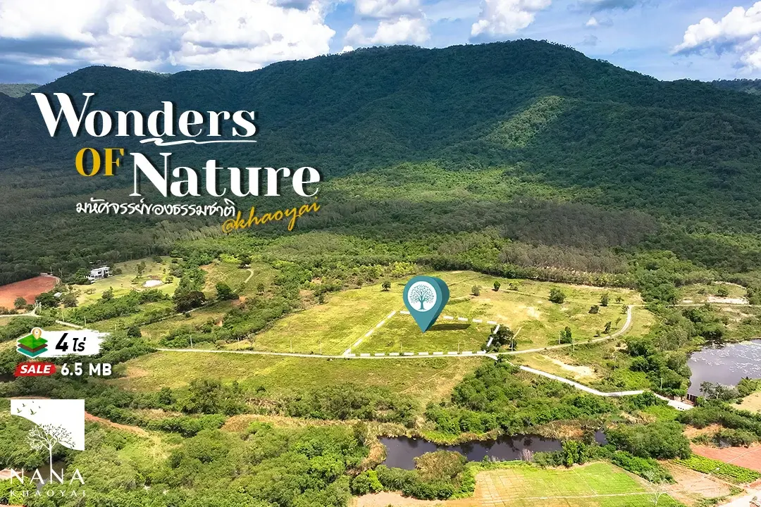 ที่ดินแปลงสวยโซนเขาใหญ่ ขนาด 4 ไร่เศษ โอบล้อมด้วยเขาและพื้นที่สีเขียว  ติดถนนคอนกรีตหน้าที่ดิน บรรยากาศเงียบสงบ เป็นส่วนตัว