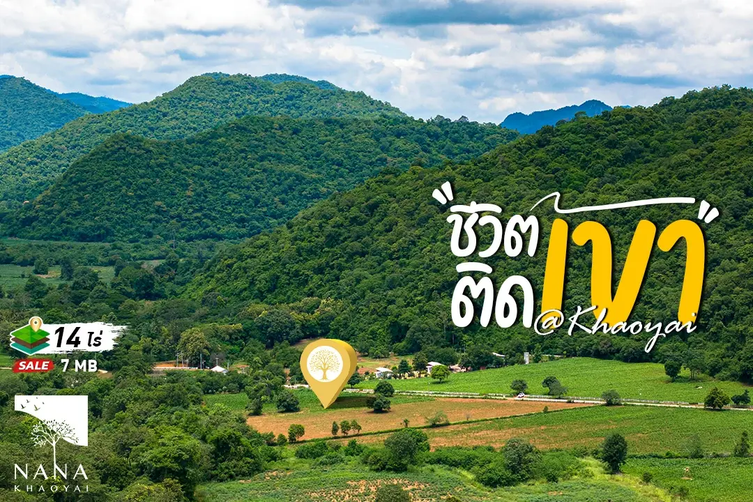ขายที่ดินเขาใหญ่  Mountain‑Frontline  แปลงใหญ่ วางผังสวย  เหมาะแบ่งล็อต/พูลวิลล่า หาได้น้อยมาก ในทำเลหมูสี