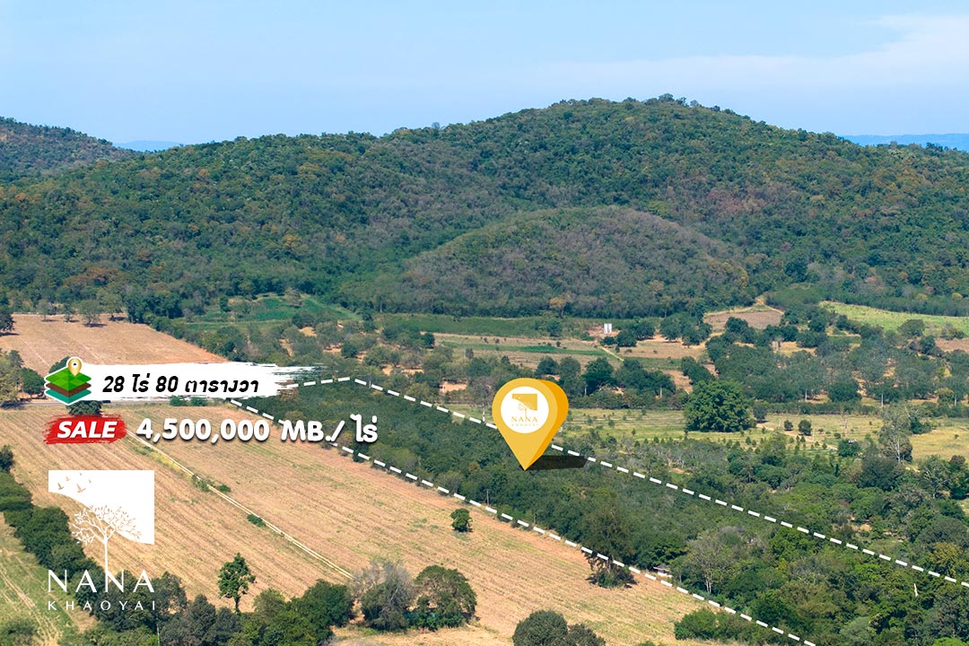 🏞️ ขายที่ดินเขาใหญ่ 28 ไร่ 80 ตร.ว. หมูสี ทำเลดี วิวรอบทิศ เหมาะลงทุนหรือพัฒนาโครงการ | รหัส D-MS087